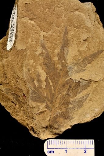 Thyrsopteris alata