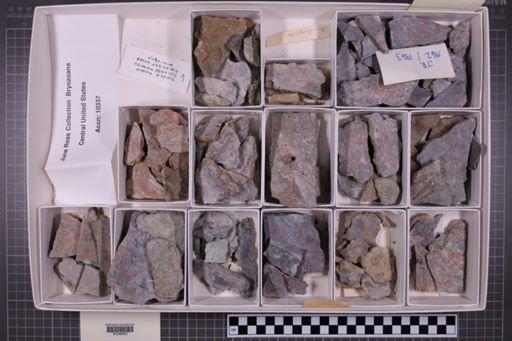 mixed taxa, stratigraphic collection