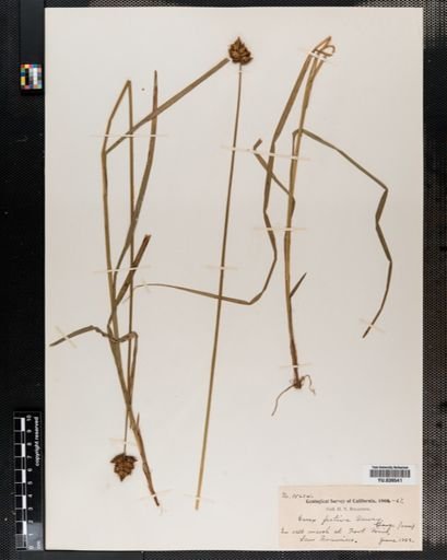 Carex
