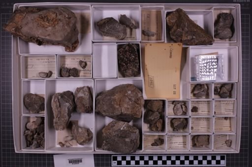 mixed taxa, stratigraphic collection