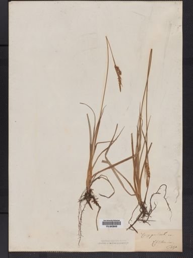 Carex panicea