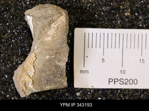 undet. Scaphitidae