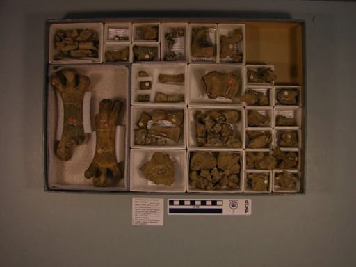 Omorhamphus storchii