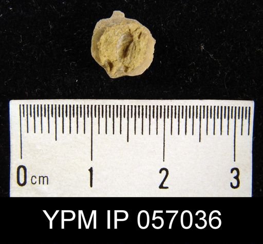 Anoplotheca concava
