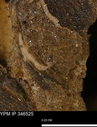 undet. Mollusca
