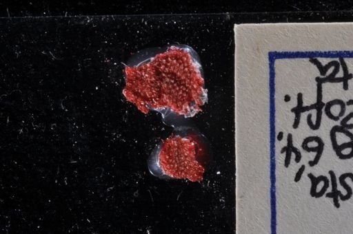 Parasmittina crosslandi