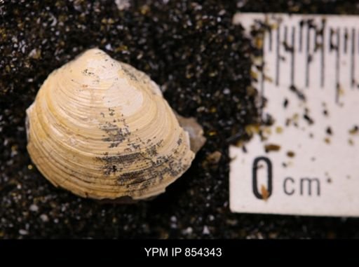 Limopsis striatopunctatus