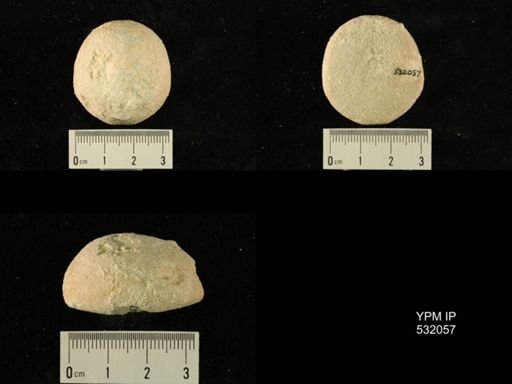 Rhyncholampas gouldii