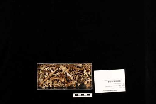 Varanus exanthematicus