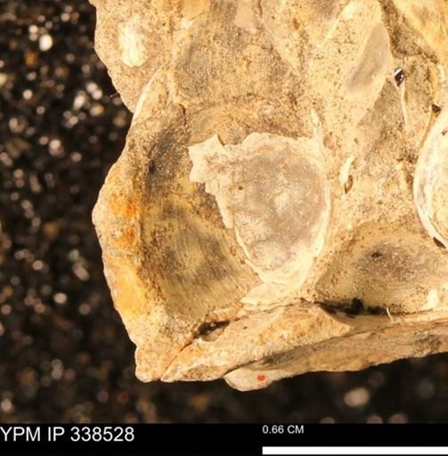 Protocardia subquadrata