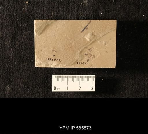 undet. Hymenoptera
