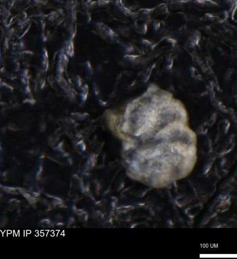 undet. Foraminiferida