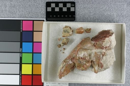 Daphoenus vetus