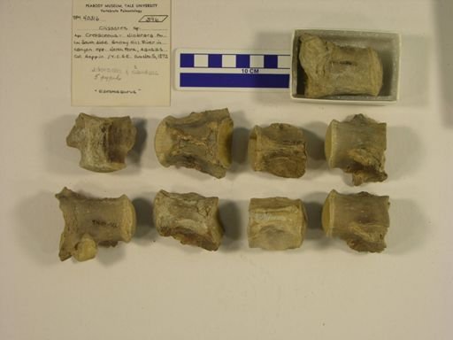 Clidastes sp.