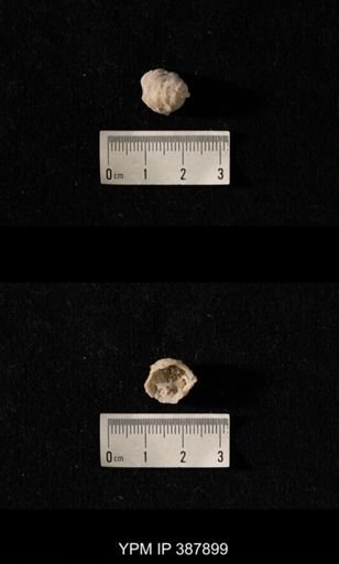 Hercosia sp.