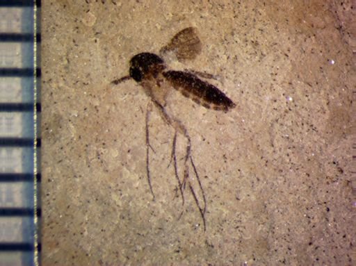 undet. Diptera