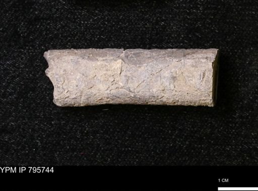Baculites sp.