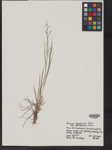 Panicum depauperatum
