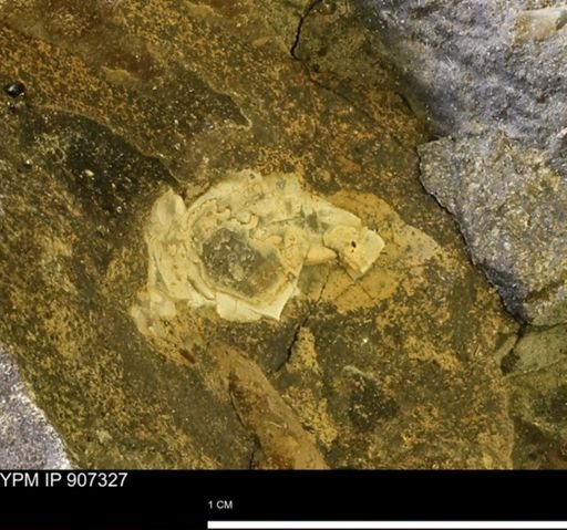 undet. Mollusca
