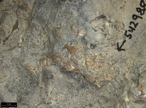 Aplocoma damesii