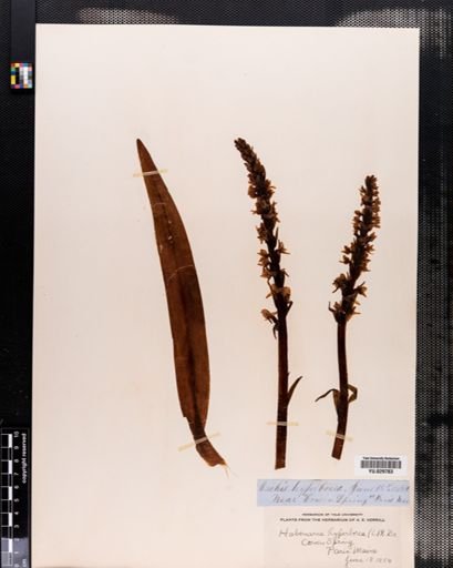 Habenaria