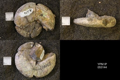 Discoscaphites conradi