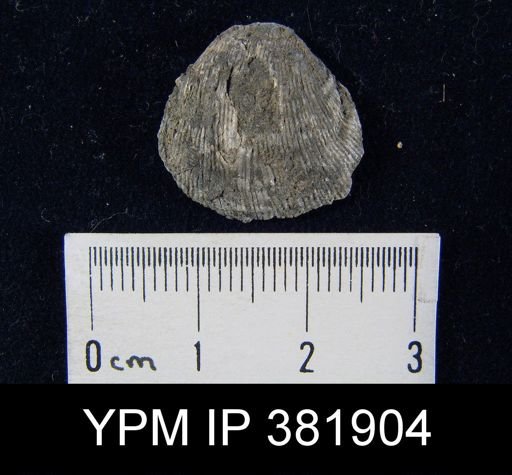 Productus "cora"