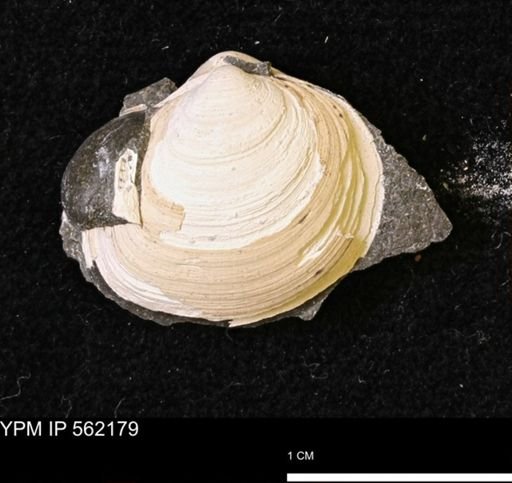 Limopsis striatopunctatus