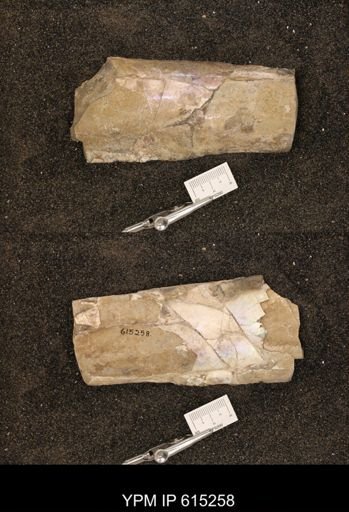 Baculites sp.