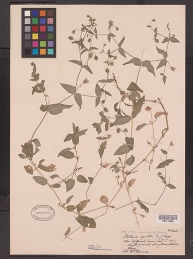 Myosoton aquaticum