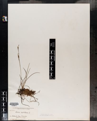 Carex capillaris