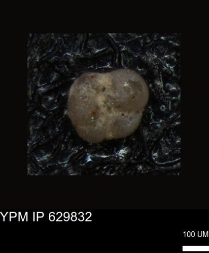 undet. Foraminiferida