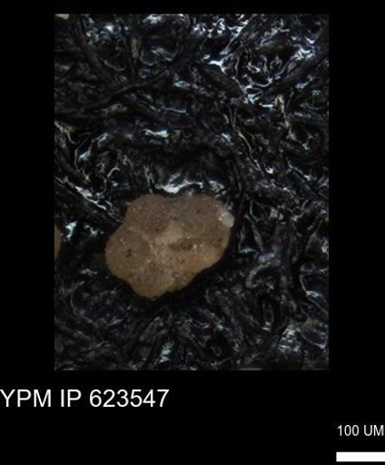 undet. Globigerinina