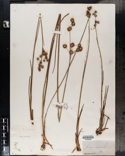 Juncus scirpoides