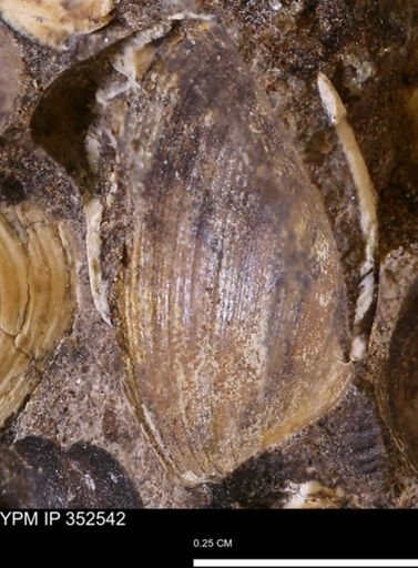 undet. Bivalvia