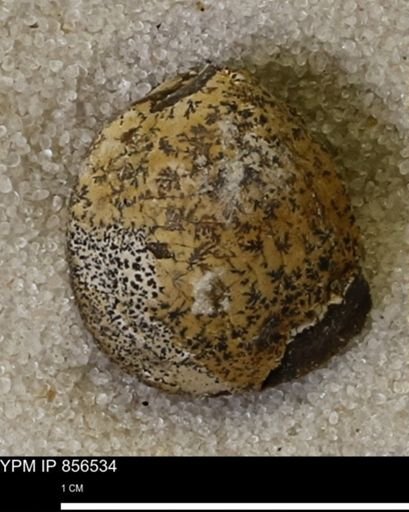 Protocardia sp.