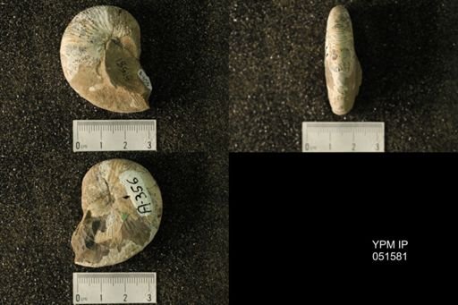 Hoploscaphites nicolletii