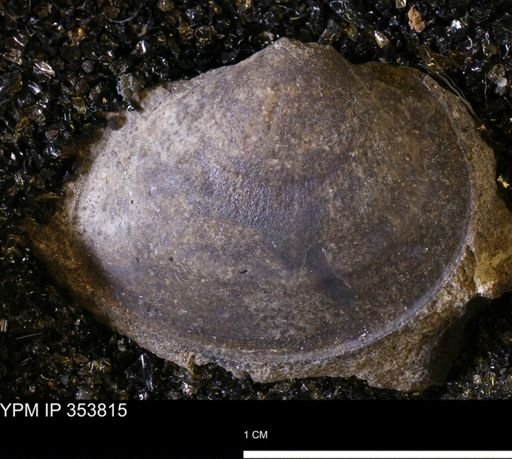 Limopsis striatopunctatus