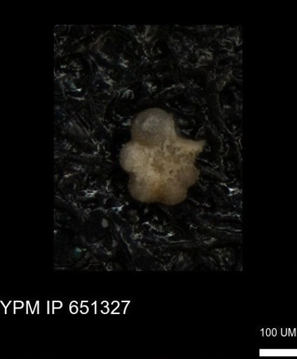 Globigerinelloididae?