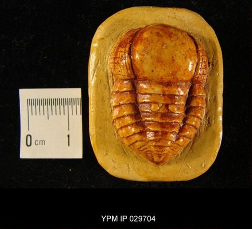 Cyclopyge (Aeglina) binodasa