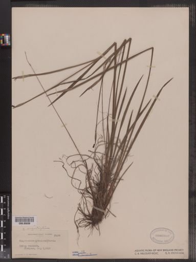 Sisyrinchium gramineum