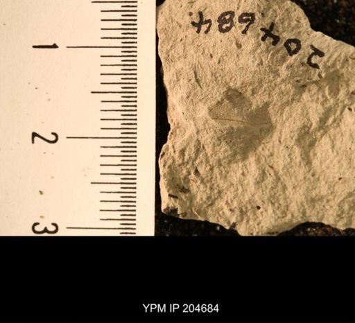 Probnis speciosa