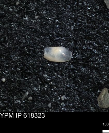 undet. Ostracoda