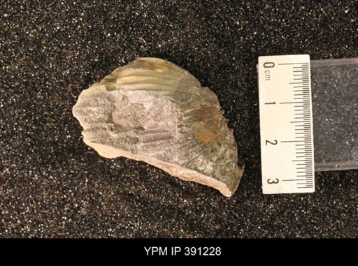 Scaphitidae