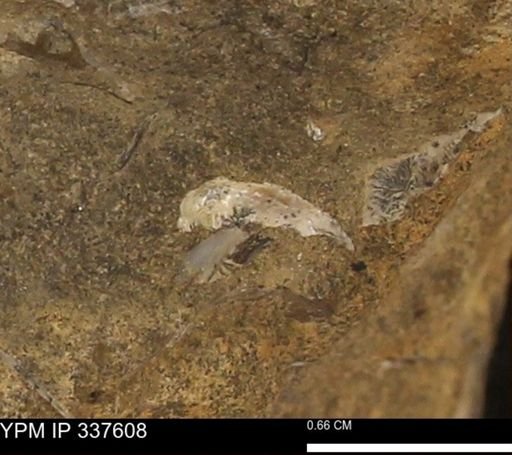 undet. Mollusca