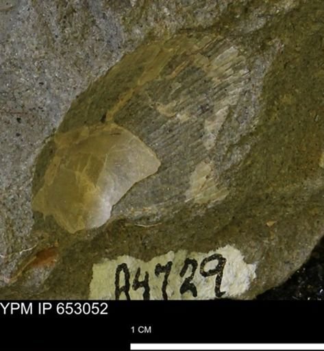 Bivalvia