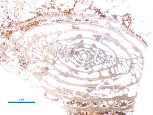 Triticites subventricosus