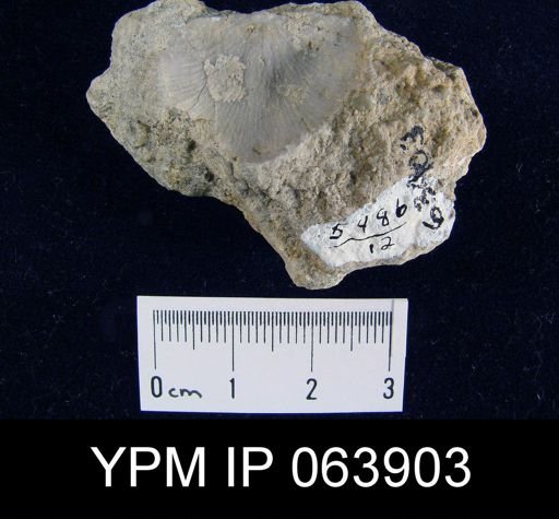 Strophonella roemeri