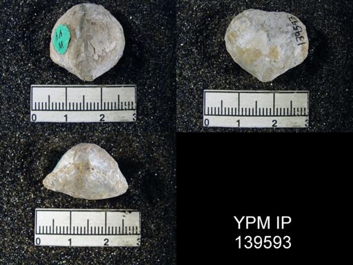 Spirigerella sp.
