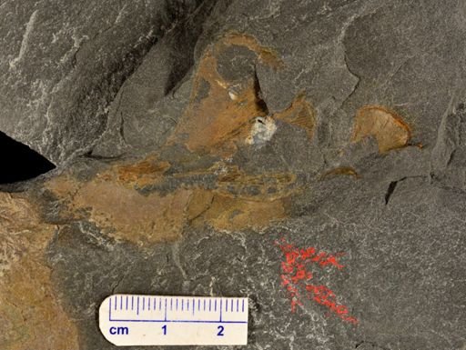 Eddya sullivanensis